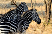 African Safari 2011